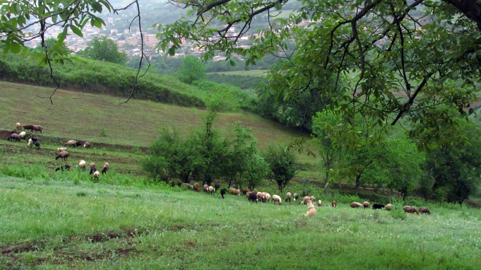 1_15_.JPG (950×534)