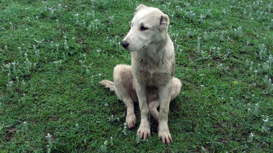 1_19_.JPG (950×534)