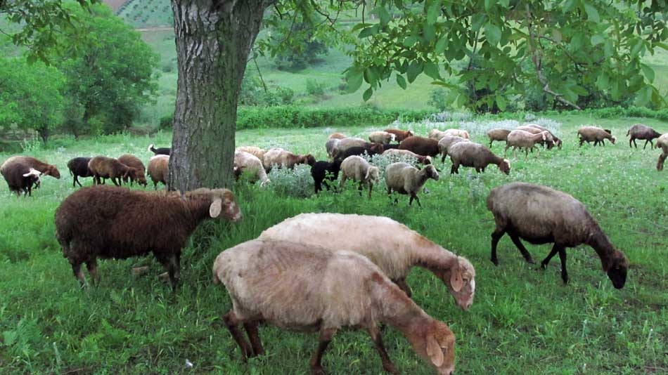 1_20_.JPG (950×534)