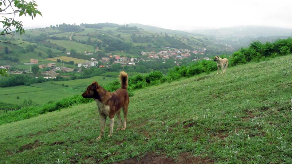 1_21_.JPG (950×534)