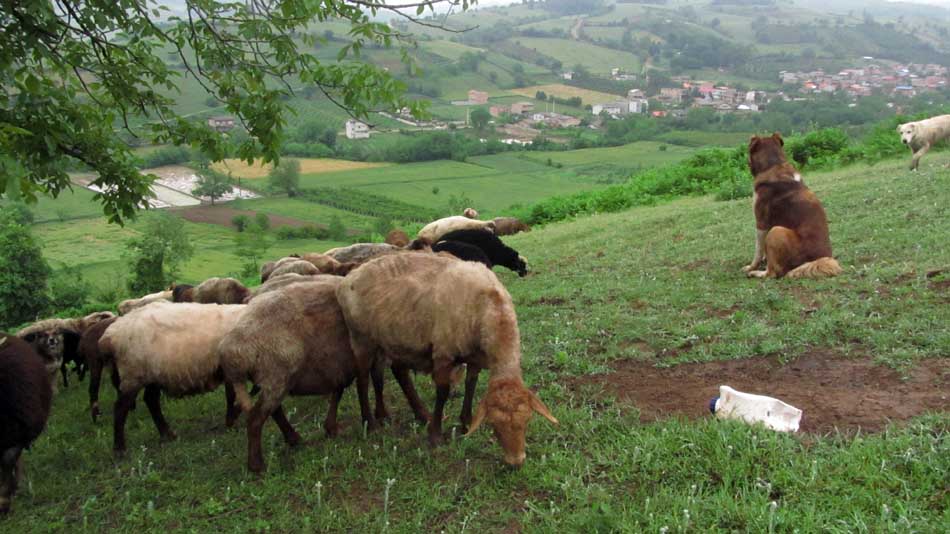 1_23_.JPG (950×534)