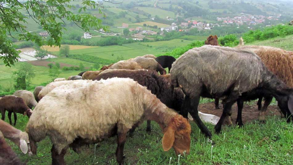 1_24_.JPG (950×534)