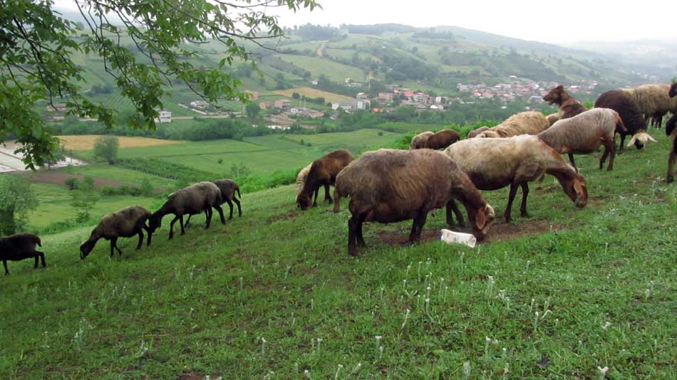 1_31_.JPG (950×534)