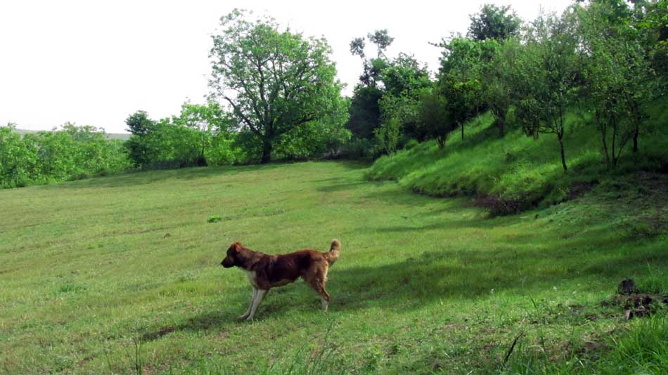 1_37_.JPG (950×534)