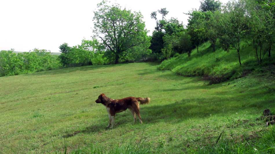 1_38_.JPG (950×534)