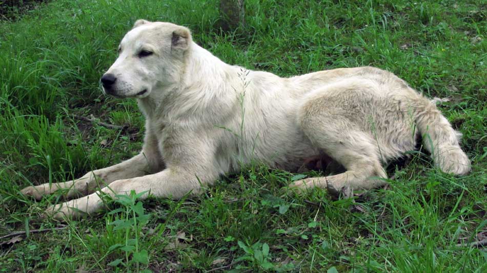 1_46_.JPG (950×534)