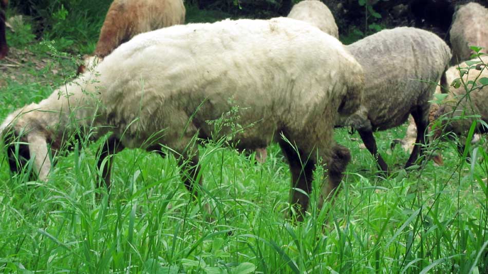 1_49_.JPG (950×534)