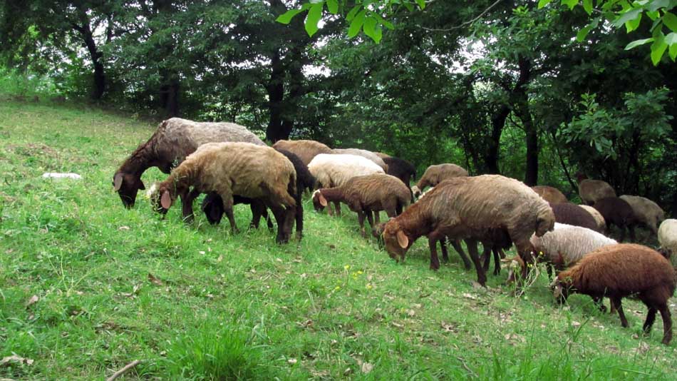 1_50_.JPG (950×534)