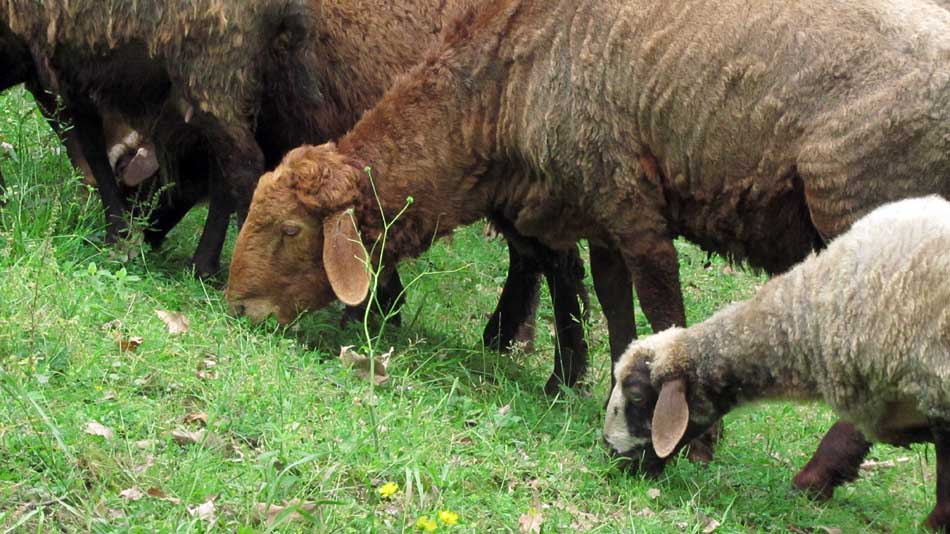 1_51_.JPG (950×534)