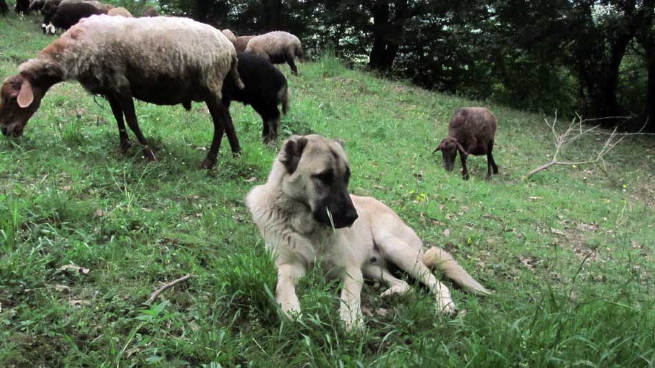 1_60_.JPG (950×534)