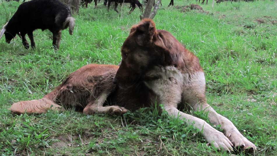 1_62_.JPG (950×534)