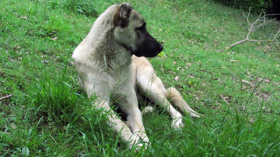 1_70_.JPG (950×534)