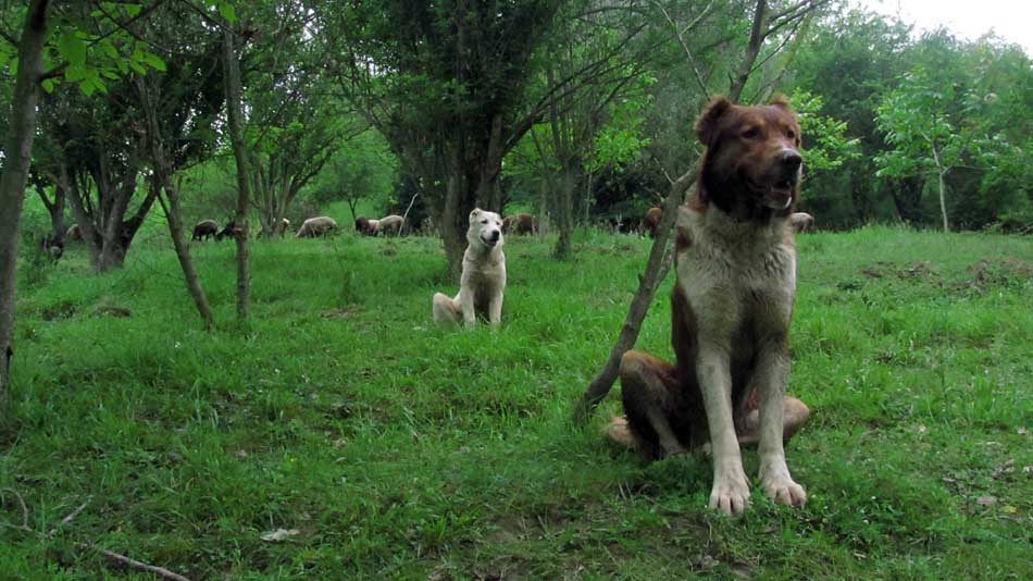 1_73_.JPG (950×534)