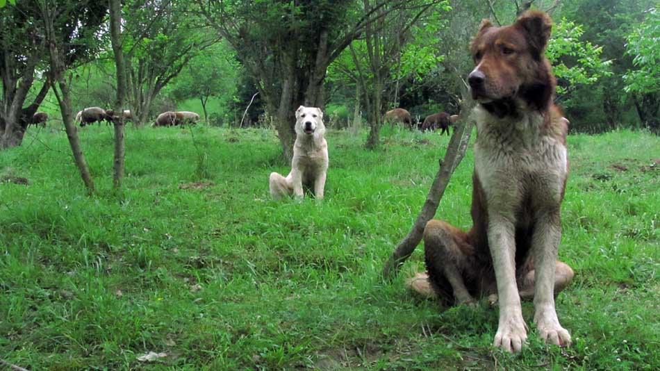 1_74_.JPG (950×534)