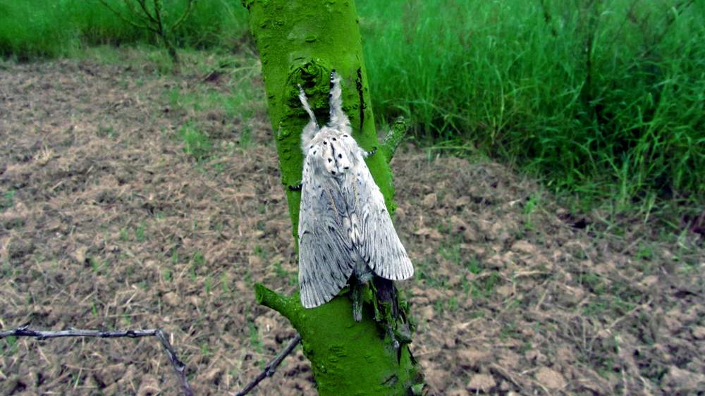 IMG_4484.JPG (1000×562)