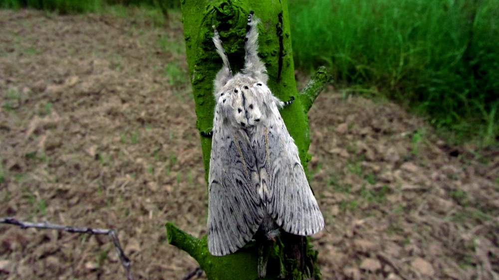 IMG_4486.JPG (1000×562)