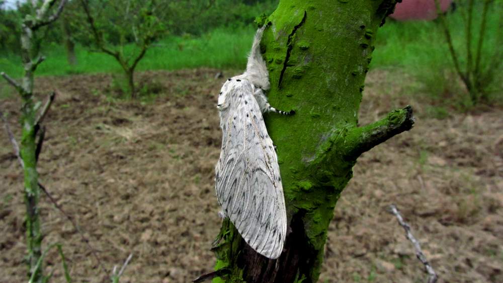 IMG_4487.JPG (1000×562)