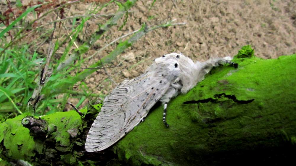 IMG_4488.JPG (1000×562)