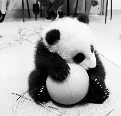 Panda | پـاندا 