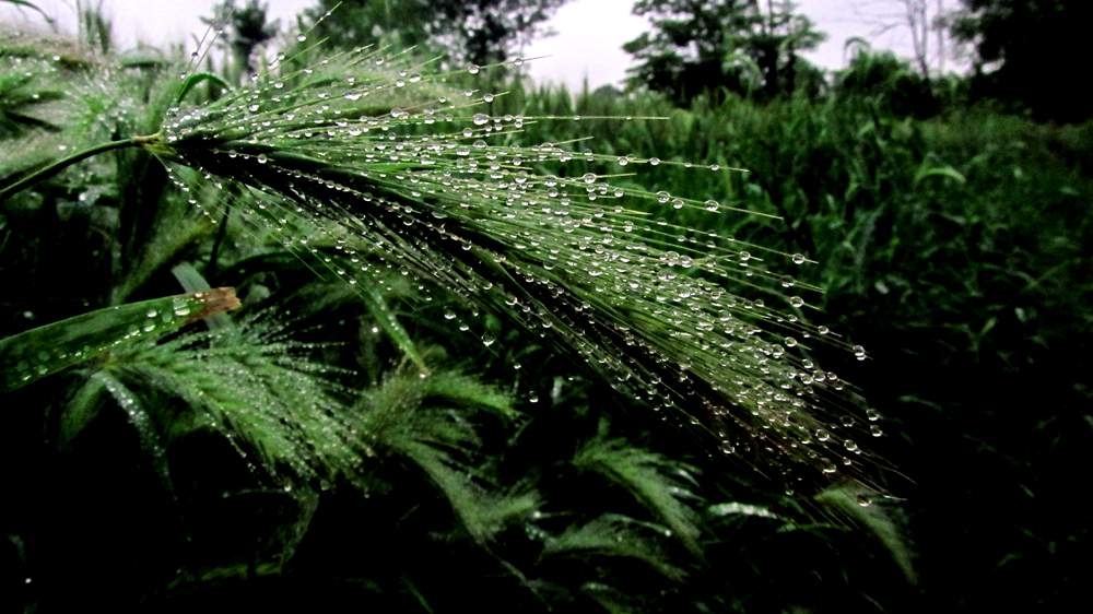 IMG_4309.JPG (1000×562)