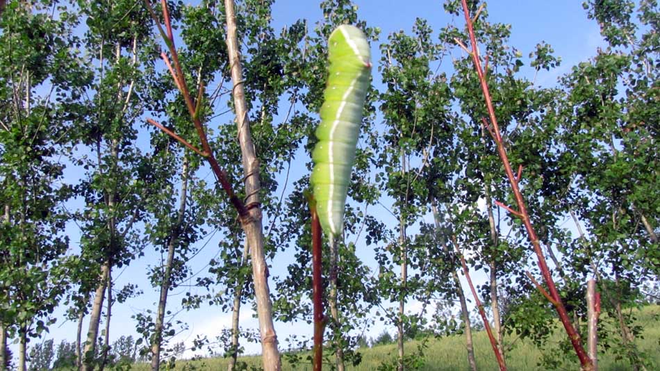 1_14_.JPG (950×534)