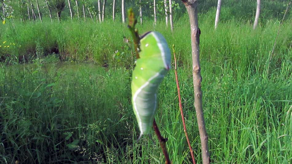 1_16_.JPG (950×534)