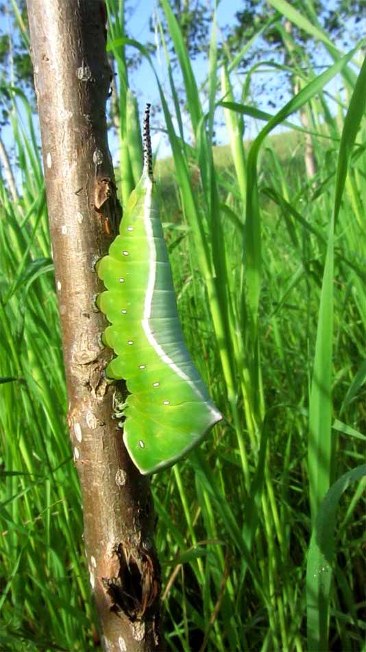 1_32_.jpg (534×950)