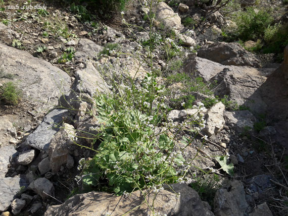 کوه بهار جلوه‌ای منحصربه‌فرد از هنرنمایی طبیعت / تصاویر