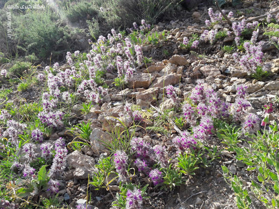 کوه بهار جلوه‌ای منحصربه‌فرد از هنرنمایی طبیعت / تصاویر