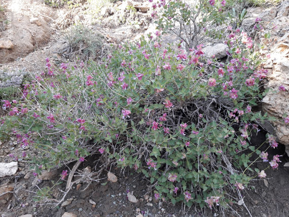 کوه بهار جلوه‌ای منحصربه‌فرد از هنرنمایی طبیعت / تصاویر