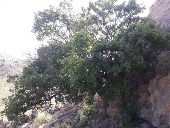 کوه بهار جلوه‌ای منحصربه‌فرد از هنرنمایی طبیعت / تصاویر