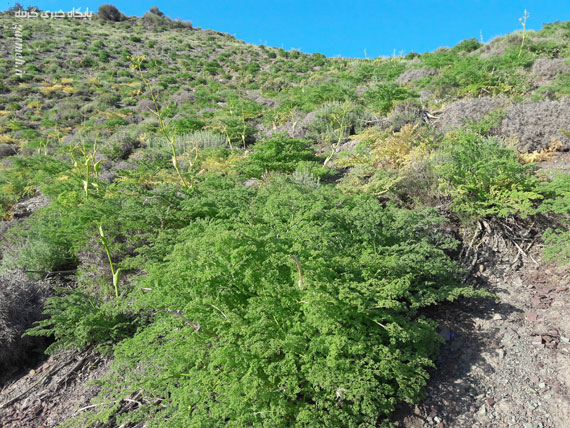 کوه بهار جلوه‌ای منحصربه‌فرد از هنرنمایی طبیعت / تصاویر