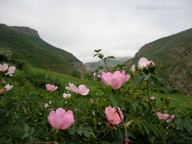 دل طبیعت