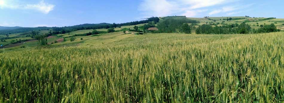 IMG_20160513_100102.jpg (950×345)