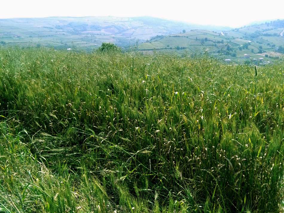 IMG_20160513_101215.jpg (950×713)