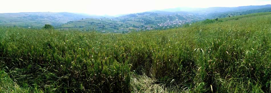 IMG_20160513_101240.jpg (950×329)