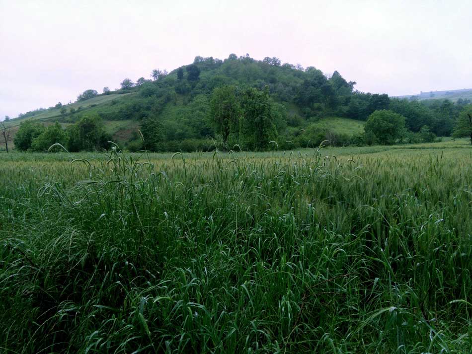 IMG_20160506_083314.jpg (950×713)