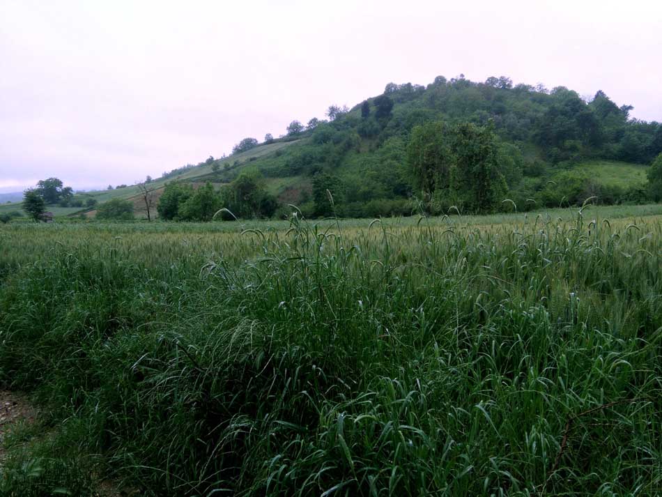 IMG_20160506_083331.jpg (950×713)