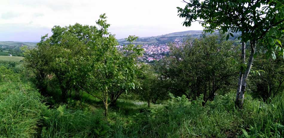 IMG_20160506_093930.jpg (950×463)