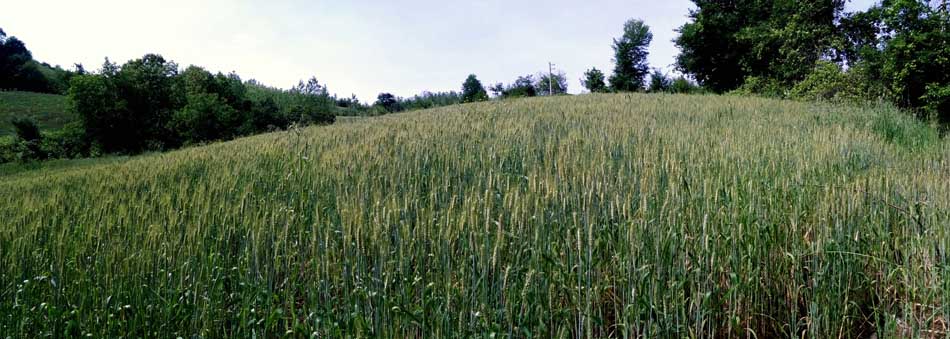 IMG_20160506_102733.jpg (950×339)