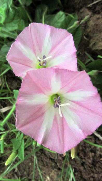 IMG_4462.jpg (393×700)