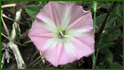 IMG_4464_copy.jpg (520×292)