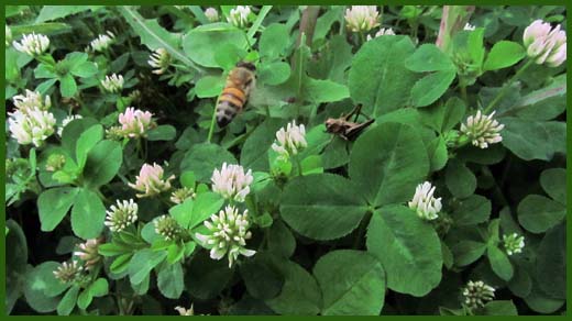 IMG_4492_copy.jpg (520×292)