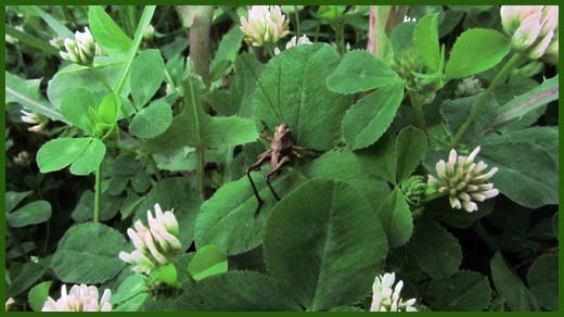 IMG_4493_copy.jpg (520×292)