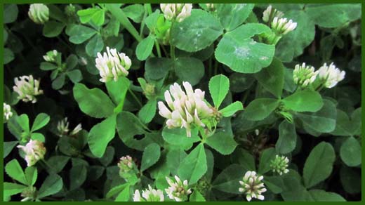 IMG_4497_copy.jpg (520×292)