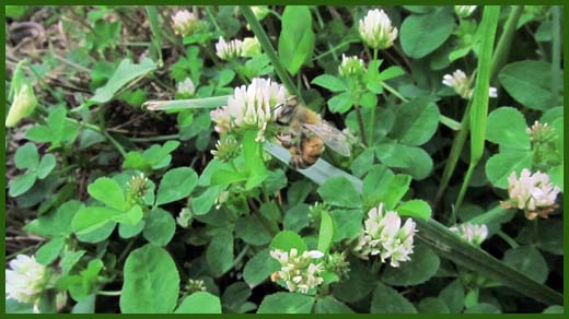 IMG_4500_copy.jpg (520×292)