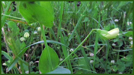 IMG_4502_copy.jpg (520×292)