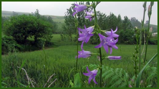 IMG_4504_copy.jpg (520×292)