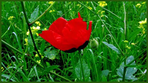 IMG_4518_copy.jpg (520×292)