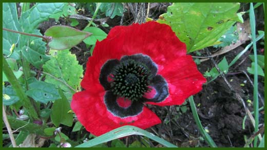 IMG_4524_copy.jpg (520×292)